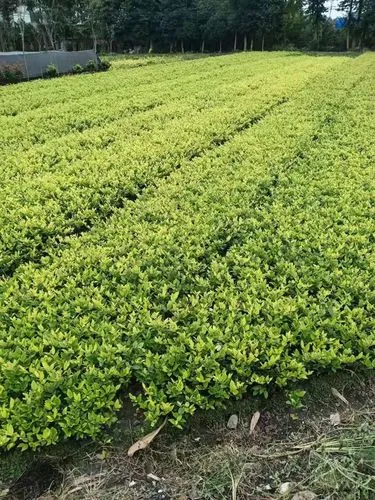 kaiyun电竞平台：3d玩具网红爆款游戏